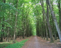 Zdjęcie przedstawia aleje spacerową w lesie komunalnym w Sławnie.                                                                                                                                       