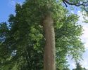 Zdjęcie przedstawia pomnikowe drzewo - jesion wyniosły w Sulechówku.                                                                                                                                    