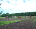 Na zdjęciu widnieje stadnina koni w Modrzewiu.                                                                                                                                                          