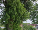 Zdjęcie przedstawia pomnikową lipę drobnolistną w Podgórkach.                                                                                                                                           