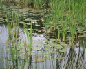 Zdjęcie przedstawia grzybienie białe na jeziorze Łętowskim.                                                                                                                                             