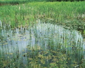 Zdjęcie przedstawia szuwary nad jeziorem Łętowskim.                                                                                                                                                     