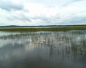 Zdjęcie przedstawia jezioro Łętowskie z szuwarami.                                                                                                                                                      