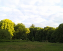 Zdjęcie przedstawia widok na drzewostan parku dworskiego w Podgórkach z polany za pałacem.                                                                                                              