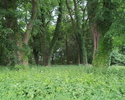 Zdjęcie przedstawia fragment paku dworskiego w Kosierzewie z drzewostanem z bluszczem.                                                                                                                  