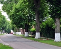 zdjęcie przedstawia ulicę przejazdową w Śliwinie, rosnące wzdłuż niej drzewa oraz kwiaty                                                                                                                