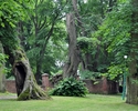 Zdjęcie przedstawia bardzo stare, masywne drzewa o poskręcanej korze.                                                                                                                                   