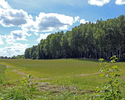 Zdjęcie przedstawia las i łąkę z amboną myśliwską w Karsiborze,.                                                                                                                                        
