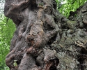 Zdjęcie przedstawia lipę drobnolistną ze zbliżeniem na starą poskręcaną korę drzewa                                                                                                                     