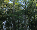 Zdjęcie przedstawia park dworski w Białej Górze z pięknie rozświetlonymi koronami drzew.                                                                                                                