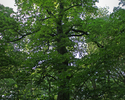 Zdjęcie przedstawia pięknie oświetloną koronę parkowego drzewa w Borucinie.                                                                                                                             