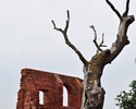 Zdjęcie przedstawia Ruiny Gotyckiego Kościoła oraz stare majestatycznie bezlistne drzewo. Ujęcie pionowe                                                                                                