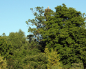 Zdjęcie przedstawia widok ogólny na grupę drzew w Dziwogórze z dębęm szypułkowym.                                                                                                                       