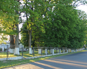 Zdjęcie przedstawia drzewa otaczające pałac w Modrzewcu, widok od strony drogi do Rąbina.                                                                                                               