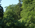 Zdjęcie przedstawia park dworski w Lipcach od strony południowej.                                                                                                                                       