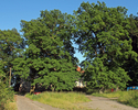 Zdjęcie przedstawia park dworski z drogą dojazdową w Nowym Ludzicku, widok od strony zachodniej.                                                                                                        