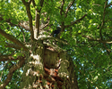 Zdjęcie przedstawia zbliżenie na korony drzew w parku dworskim w Nowym Ludzicku.                                                                                                                        