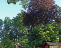 Zdjęcie przedstawia fragment parku dworskiego w Nowym Ludzicku, widok na różne gatunki drzew przed pałacem.                                                                                             