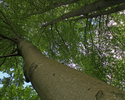 Zdjęcie przedstawia zbliżenie na korony drzew w parku w Dobinie.                                                                                                                                        