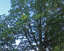 Zdjęcie przedstawia dąb w parku dworskim w Nowym Ludzicku.                                                                                                                                              