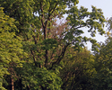 Zdjęcie przedstawia zbliżenie na korony drzew w parku w Kocurach.                                                                                                                                       