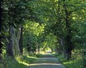 Zdjęcie przedstawia brukowaną drogę wylotową z Nowego Ludzicka w stronę Połczyna-Zdroju. Droga pięknie osłonięta szpalerem drzew.                                                                       