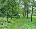 Zdjęcie przedstawia park dworski                                                                                                                                                                        