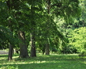 Widok przestawia starodrzewy w parku przy pałacu  w Laskowie.                                                                                                                                           