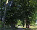 Zdjęcie przedstawia aleję wjazdową do nieistniejącego już dworu i pozostałości parku dworskiego w Przymiarkach.                                                                                         