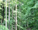 Ścieżka spacerowa w Lesie Golczewskiem                                                                                                                                                                  