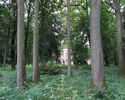 Zdjęcie przedstawia park pałacowy w Suliszewie.                                                                                                                                                         