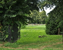 Zdjęcie przedstawia cmentarz w Piaseczniku                                                                                                                                                              