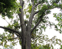 Rozbudowane gałęzie tego pomnika przyrody wymagają wzmocnienia specjalnymi linami                                                                                                                       