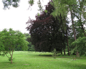Zdjęcie przedstawia park dworski w Mielenku Drawskim.                                                                                                                                                   