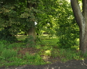 Zdjęcie przedstawia fragment parku przy pałacu w Wardyniu                                                                                                                                               