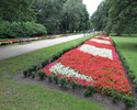 Na zdjęciu widać aleję z czerwonymi kwiatami w Parku zdrojowym.                                                                                                                                         