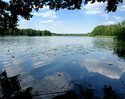 Fotografia przedstawia Widok na brzeg jeziora Ostrowieckiego i wyspę  Czapli Ostrów .                                                                                                                   