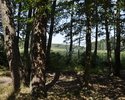 Zdjęcie przedstawia fragment  ostoi Witnicko-Dębniańskiej - widok z lasu na jezioro Postne                                                                                                              