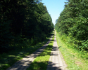 Zdjęcie przedstawia leśną drogę za Dębem Warcisław.                                                                                                                                                     