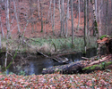 Zdjęcie przedstawia rzekę w lesie                                                                                                                                                                       