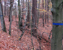 Zdjęcie przedstawia leśną ścieżkę w Transzejach.                                                                                                                                                        