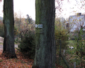 Zdjęcie przedstawia koniec szlaku oznaczony na drzewie.                                                                                                                                                 