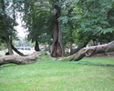 Zdjęcie przedstawia rozłożone drzewo                                                                                                                                                                    