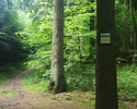 Zdjęcie przedstawia oznakowanie szlaku na drzewie w lesie                                                                                                                                               