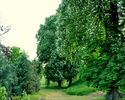 Zdjęcie przedstawia park dworski                                                                                                                                                                        