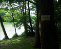 Zdjęcie przedstawia oznakowanie szlaku na drzewie nad jeziorem                                                                                                                                          