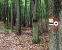 Zdjęcie przedstawia oznakowanie szlaków na drzewach                                                                                                                                                     