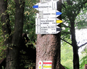 Zdjęcie przedstawia oznaczenia szlaku na drzewie na Górze Chełmskiej.                                                                                                                                   