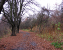 Zdjęcie przedstawia aleję drzew i starą drogę z bruku                                                                                                                                                   
