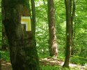 Zdjęcie przedstawia oznakowanie szlaku na drzewie w lesie                                                                                                                                               